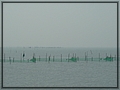 2011-11-27 11-20-46鰲鼓溼地賞鳥趣.JPG